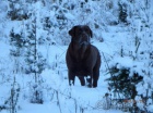 Labradorsk� retriever s PP