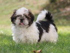Shih-tzu, �i-tzu pejsek s PP
