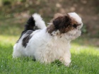 Shih-tzu, �i-tzu pejsek s PP
