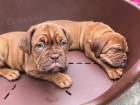 Dogue de Bordeaux (francouzsk mastif) tata