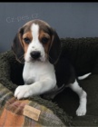 Roztomil tata beagle