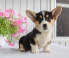  Rodina zvednut� vel�tina Corgi (Pembroke) �t��ata