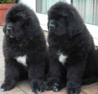 �t��ata Newfoundland