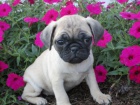 Hrav� �t���tka Pug