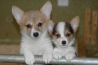 �t���tka Pembroke Welsh Corgi pro v�s