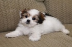 �t��ata Shih Tzu