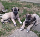 Anatolsk pasteveck pes - kangal