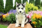 Kr�sn� sibi�sk� Husky �t��ataKr�sn� sibi�sk� Husky �t��ata