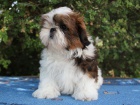 Shih-tzu, �i-tzu pejsek s PP