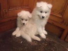 Velkolep� a sladk� Samoyed �t��ata p�ipraveni