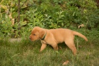 Labradorsk� retriever s PP