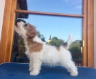 Jack Russell terier - �t��ata s PP