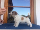 Jack Russell terier - �t��ata s PP