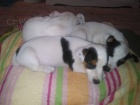 Jack Russell Terri�r, �t��ata
