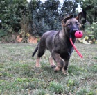 N�meck� ov��k s PP 