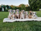 Whippet - �t�n�tka 