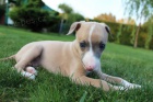Whippet - �t�n�tka 