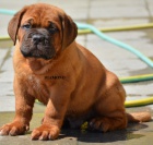 Bordeauxsk� doga �t���tka s PP