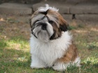 Shih-tzu, �i-tzu pejsek s PP