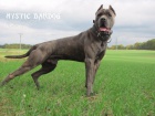 Americk� bandog- �t��ata