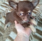 �ivava fenky bez pp