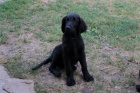 �t�n� - Flat Coated Retriever