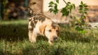 Labradorsk� retriever s PP