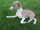 �t���tka whippet / vipet