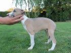 �t���tka whippet / vipet