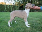 �t���tka whippet / vipet
