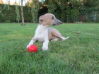 �t���tka whippet / vipet