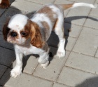 King charles spaniel s pp