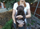 Labradorsk� retriever
