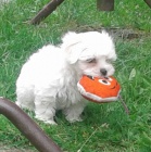 Malt�z��ek (malt�zsk� ps�k) s PP   