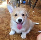 �t���tka Welsh Corgi Pembroke