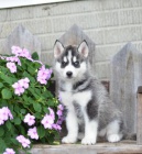 Okouzluj�c� sibi�sk� Husky �t��ata