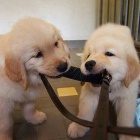 Kr�sn� zlat� retr�vr �t��ata