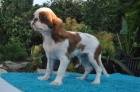 King charles spaniel s pp