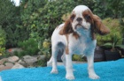 King charles spaniel s pp