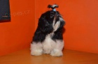 Prod�m Shih-tzu