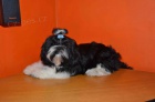Prod�m Shih-tzu