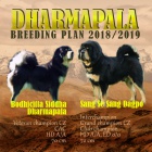 Tibetsk� doga �t��ata s PP 2018/19