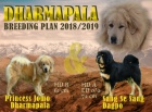 Tibetsk� doga �t��ata s PP 2018/19