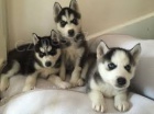 Prodej �t��at Sibi�sk� husky s PP