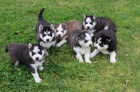 Prod�m �t���tka Sibi�sk�ho Husky.
