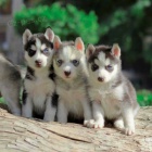 Prod�m �t���tka Sibi�sk�ho Husky.