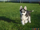 Velmi hezk� fene�ka Sibi�sk�ho Husky hled� nov� domov.