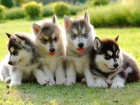 �teniatka Sibirsky Husky