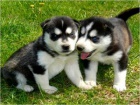 �t�n� Sibi�sk� Husky s PP 