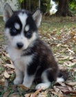 �t�n� Sibi�sk� Husky s PP 